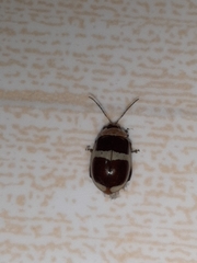 Alagoasa trifasciata