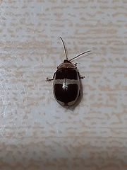 Alagoasa trifasciata