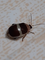 Alagoasa trifasciata