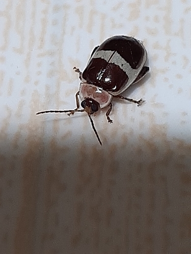 Escarabajo pulga de pintas