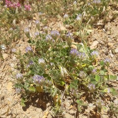 Trigonella coerulescens