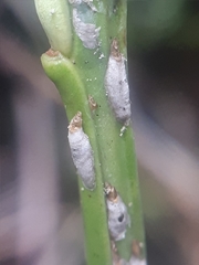 Chionaspis salicis