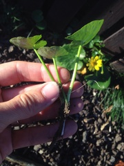 Ficaria verna ficariiformis