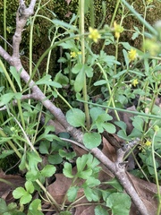 Ranunculus micranthus