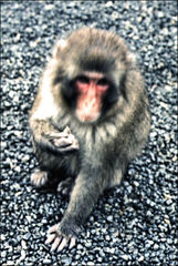 Macaca fuscata
