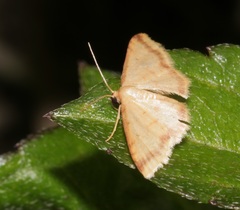 Idaea impexa