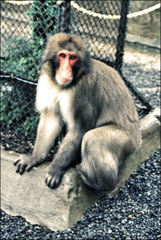 Macaca fuscata