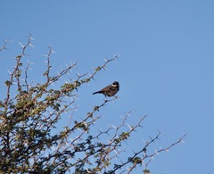 Melaniparus cinerascens