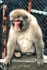 Macaca fuscata