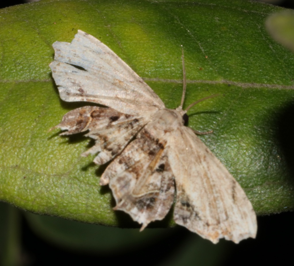 Dysaethria erasaria