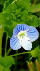 Veronica persica