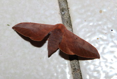 Comparmustilia gerontica