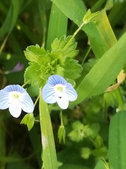 Veronica persica