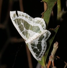 Pseudeuchlora kafebera