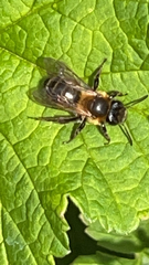 Andrena scotica