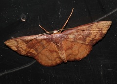 Metallaxis semipurpurascens