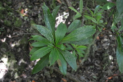 Discocalyx megacarpa