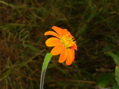 Tithonia rotundifolia image