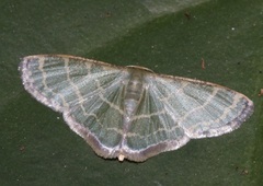 Lophophleps triangularis