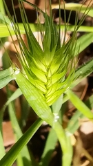 Hordeum