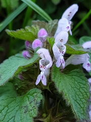 Lamium purpureum