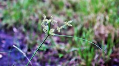 Cyperus pilosus