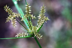 Cyperus pilosus