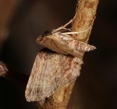 Axinoptera orphnobathra