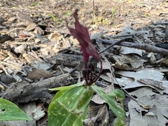Trillium lancifolium