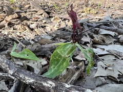 Trillium lancifolium