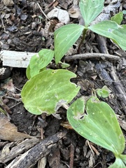 Trillium lancifolium