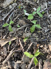 Trillium lancifolium
