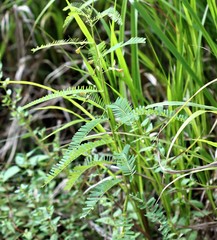 Sesbania cannabina