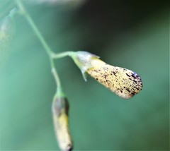 Sesbania cannabina