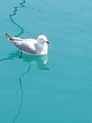 Ichthyaetus audouinii