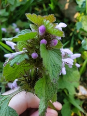 Lamium purpureum