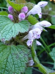 Lamium purpureum