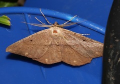 Chorodna ochreimacula