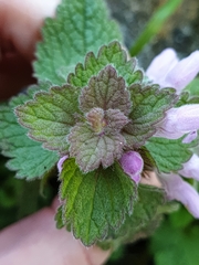 Lamium purpureum