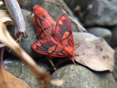 Matsumursine horishanella