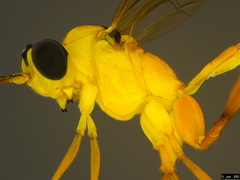 Leptobatopsis