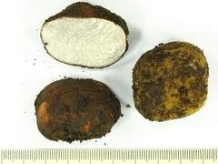 Tuber tomentosum
