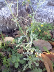 Golovinomyces fischeri