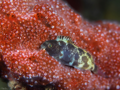 Petroscirtes ancylodon