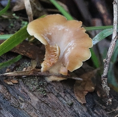 Singerocybe