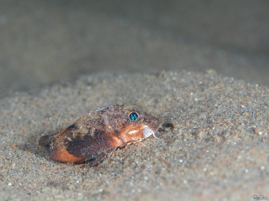 Spotted Stingfish