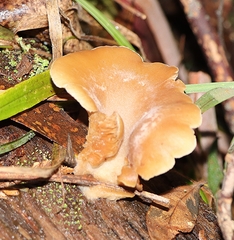 Singerocybe