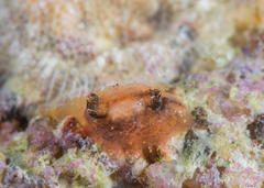 Pyuridae