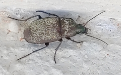 Chlaenius tomentosus