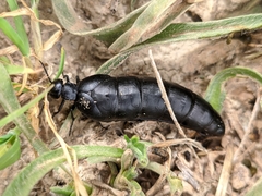 Berberomeloe tenebrosus